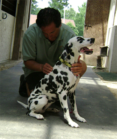 Animal Chiropractic Photo 1